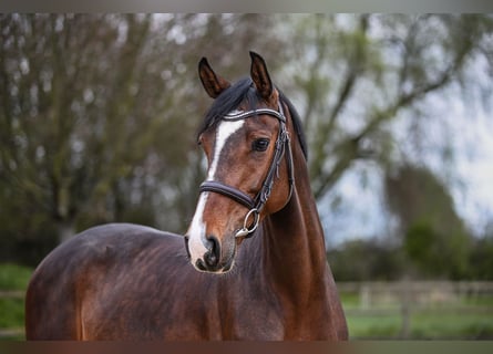 Deutsches Sportpferd, Stute, 7 Jahre, 167 cm, Dunkelbrauner