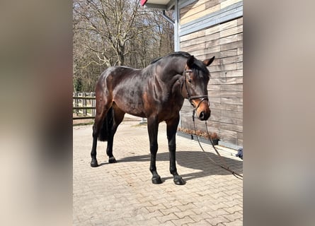 Deutsches Sportpferd, Stute, 7 Jahre, 168 cm, Brauner