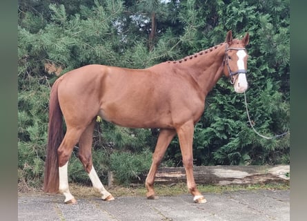 Deutsches Sportpferd, Stute, 7 Jahre, 168 cm, Fuchs