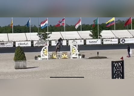 Deutsches Sportpferd, Stute, 7 Jahre, 168 cm