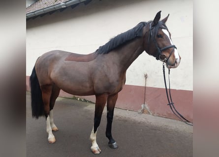 Deutsches Sportpferd, Stute, 7 Jahre, 168 cm