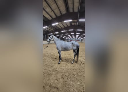 Deutsches Sportpferd, Stute, 7 Jahre, 170 cm, Apfelschimmel