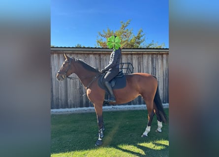 Deutsches Sportpferd, Stute, 7 Jahre, 170 cm, Brauner