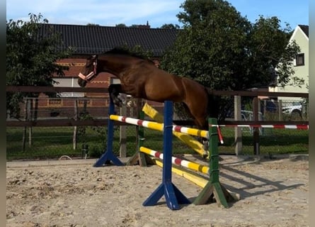 Deutsches Sportpferd, Stute, 7 Jahre, 170 cm, Brauner