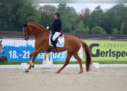 Deutsches Sportpferd, Stute, 7 Jahre, 170 cm, Fuchs