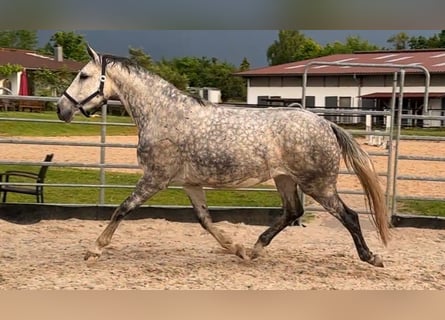 Deutsches Sportpferd, Stute, 7 Jahre, 170 cm, Schimmel