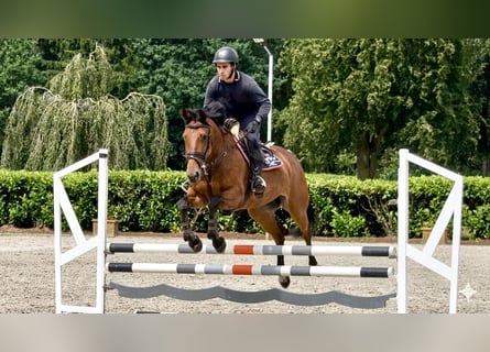 Deutsches Sportpferd, Stute, 7 Jahre, 171 cm, Brauner