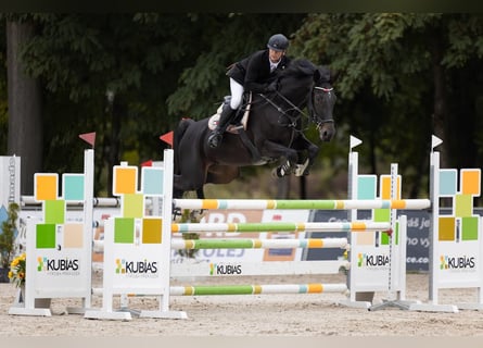 Deutsches Sportpferd, Stute, 7 Jahre, 172 cm, Dunkelbrauner