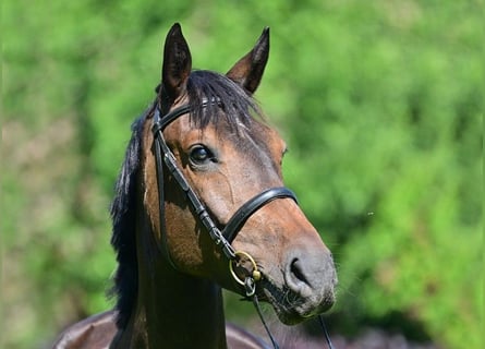 Deutsches Sportpferd, Stute, 7 Jahre, 172 cm, Dunkelbrauner