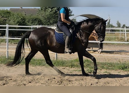 Deutsches Sportpferd, Stute, 7 Jahre, 175 cm, Rappe