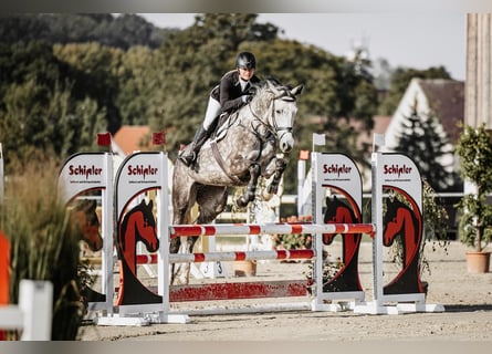 Deutsches Sportpferd, Stute, 7 Jahre, 175 cm, Schimmel