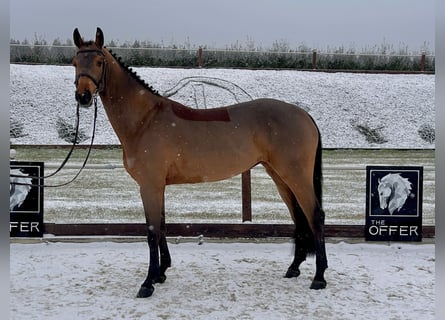 Deutsches Sportpferd, Stute, 8 Jahre, 161 cm, Brauner