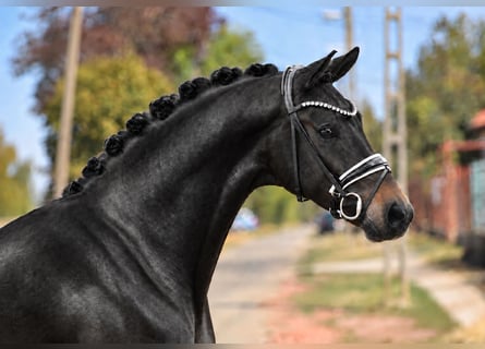 Deutsches Sportpferd, Stute, 8 Jahre, 165 cm, Brauner