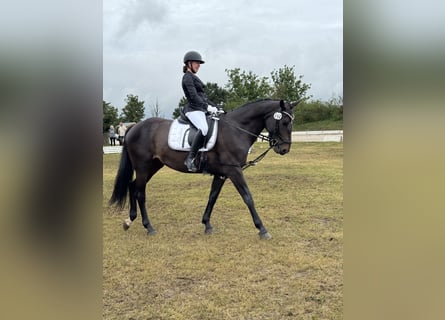 Deutsches Sportpferd, Stute, 8 Jahre, 166 cm, Schwarzbrauner