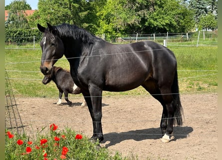 Deutsches Sportpferd, Stute, 8 Jahre, 166 cm, Schwarzbrauner