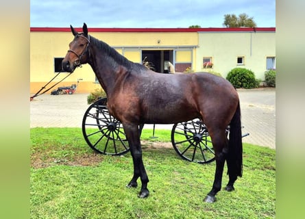 Deutsches Sportpferd, Stute, 8 Jahre, 167 cm, Dunkelbrauner Deutsches Sportpferd, Stute, 8 Jahre, 167 cm, Dunkelbrauner