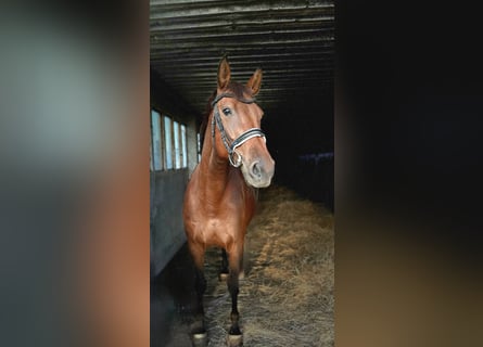 Deutsches Sportpferd, Stute, 8 Jahre, 168 cm, Brauner