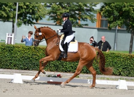 Deutsches Sportpferd, Stute, 8 Jahre, 168 cm, Fuchs