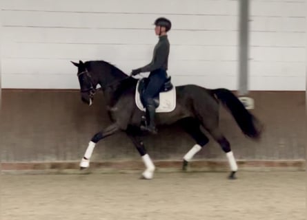 Deutsches Sportpferd, Stute, 8 Jahre, 168 cm, Rappe