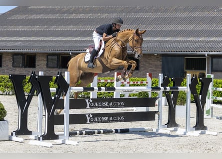 Deutsches Sportpferd, Stute, 8 Jahre, 169 cm, Fuchs