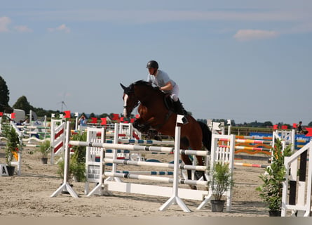 Deutsches Sportpferd, Stute, 8 Jahre, 170 cm, Brauner