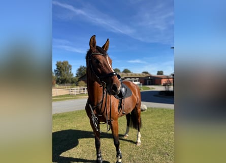 Deutsches Sportpferd, Stute, 8 Jahre, 170 cm, Brauner