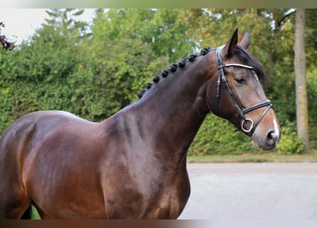 Deutsches Sportpferd, Stute, 8 Jahre, 170 cm