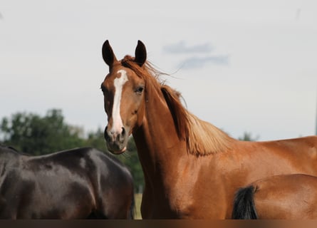 Deutsches Sportpferd, Stute, 8 Jahre, 170 cm, Fuchs