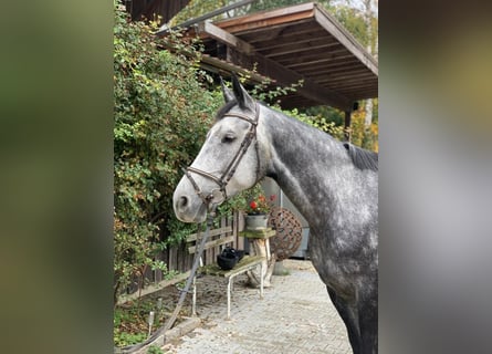 Deutsches Sportpferd, Stute, 8 Jahre, 170 cm, Schimmel