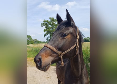 Deutsches Sportpferd, Stute, 8 Jahre, 171 cm, Dunkelbrauner