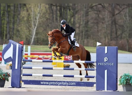 Deutsches Sportpferd, Stute, 8 Jahre, 172 cm, Fuchs