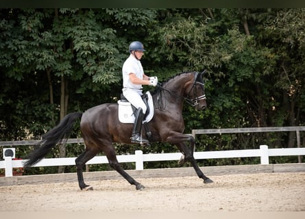 Deutsches Sportpferd, Stute, 8 Jahre, 172 cm, Schwarzbrauner