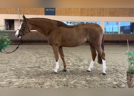 Deutsches Sportpferd, Stute, 8 Jahre, 174 cm, Fuchs