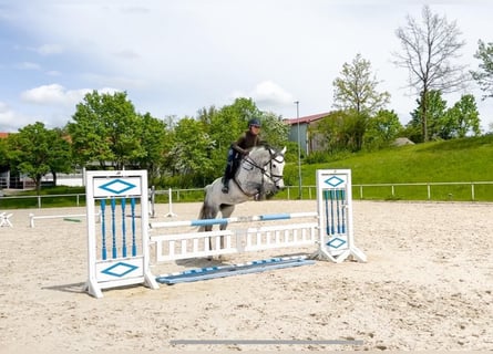 Deutsches Sportpferd, Stute, 8 Jahre, 174 cm, Schimmel