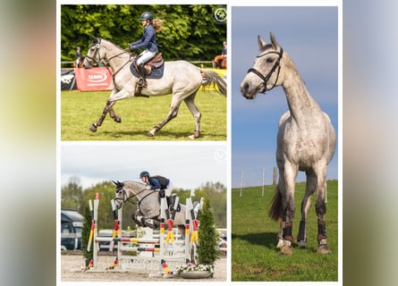 Deutsches Sportpferd, Stute, 8 Jahre, 174 cm, Schimmel
