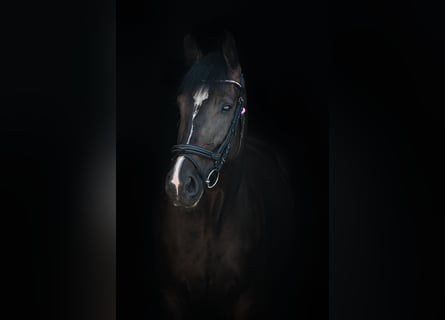 Deutsches Sportpferd, Stute, 8 Jahre, 175 cm, Schwarzbrauner