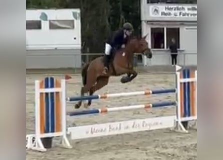 Deutsches Sportpferd, Stute, 8 Jahre, 176 cm, Brauner