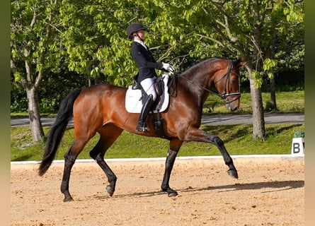 Deutsches Sportpferd, Stute, 8 Jahre, 178 cm, Brauner