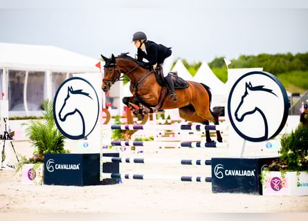 Deutsches Sportpferd, Stute, 9 Jahre, 160 cm, Dunkelbrauner
