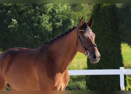 Deutsches Sportpferd, Stute, 9 Jahre, 166 cm, Brauner