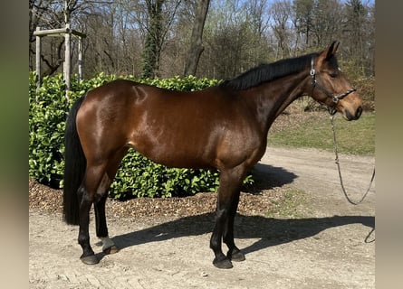 Deutsches Sportpferd, Stute, 9 Jahre, 167 cm, Brauner