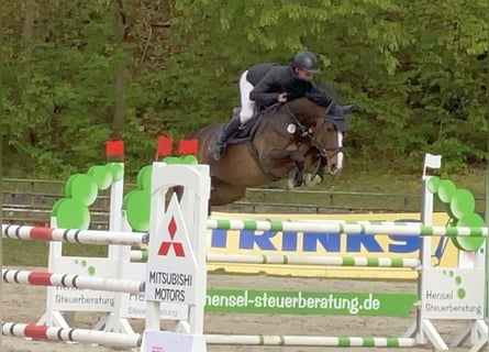 Deutsches Sportpferd, Stute, 9 Jahre, 167 cm, Brauner