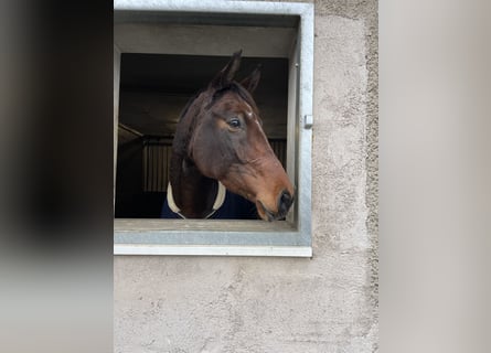 Deutsches Sportpferd, Stute, 9 Jahre, 168 cm, Brauner