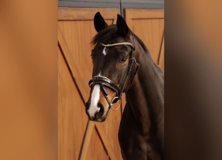 Deutsches Sportpferd, Stute, 9 Jahre, 168 cm, Dunkelbrauner