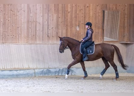 Deutsches Sportpferd, Stute, 9 Jahre, 168 cm, Dunkelfuchs