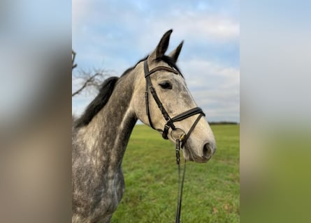 Deutsches Sportpferd, Stute, 9 Jahre, 168 cm, Schimmel