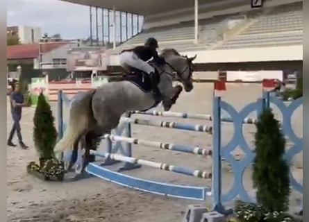 Deutsches Sportpferd, Stute, 9 Jahre, 169 cm, Apfelschimmel