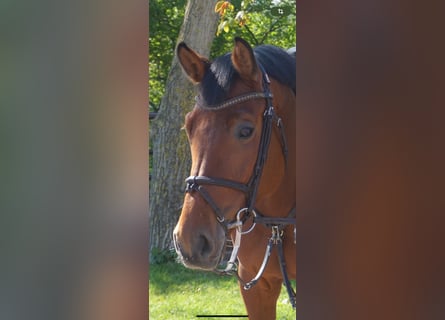 Deutsches Sportpferd, Stute, 9 Jahre, 169 cm, Brauner