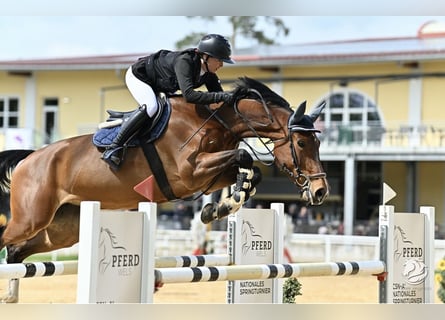 Deutsches Sportpferd, Stute, 9 Jahre, 170 cm, Brauner