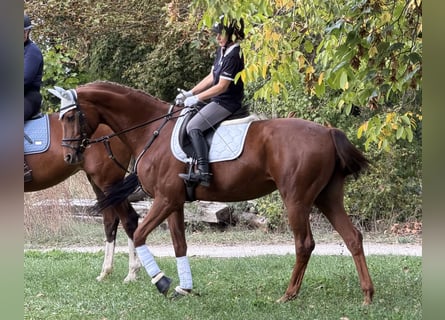 Deutsches Sportpferd, Stute, 9 Jahre, 172 cm, Fuchs